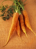 Four carrots with tops
