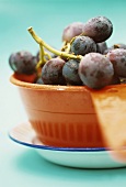 Blaue Weintrauben in einer Schüssel