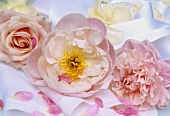 Rosafarbene und weiße Rosen auf weissen Tüchern