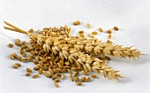 Grains and ears of wheat
