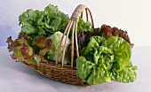 Assorted lettuces in a basket