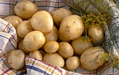 Early potatoes (variety: Home Guard) on tea towel with dill
