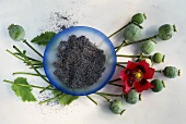 Plate of poppy seeds, poppy seed heads and flower