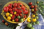 Schale mit verschiedenen Tomatensorten