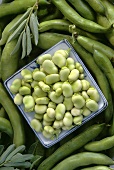 Plate of broad beans surrounded by bean pods