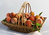 Various types of peaches in a basket