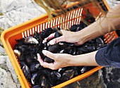 A woman placing fresh mussels in a plastic basket