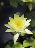 A lily on a pond