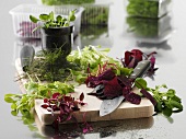 Various types of fresh herbs on a chopping board with a knife