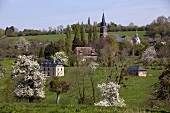 Grüne Landschaft in der Normandie (Frankreich)