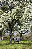 A cow under a blooming fruit tree in Normandy (France)