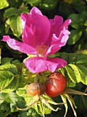 A flowering rosehip