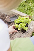 Salatpflanzen einsetzen