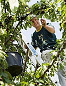 A man picking cherries