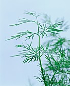 Sprigs of dill