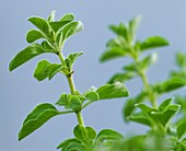 Sprigs of mint