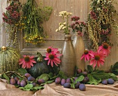 Still life with purple coneflowers, herbs, plums & pumpkins