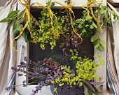 Herbs hanging up to dry (sage, catmint etc.)