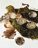 Still life with quails' eggs