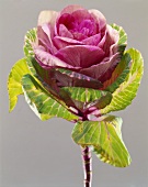 An ornamental cabbage
