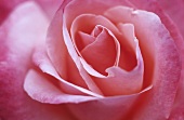Rose 'Silver Jubilee'