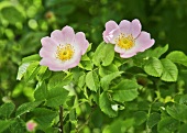 Two wild roses