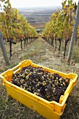 Harvested grapes on Hetszolo Estate, Tokaj, Hungary