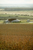 Grape picking, Disznoko Estate, Mezozombor, Tokaj, Hungary