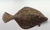 A flounder