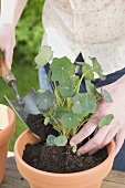 Planting nasturtium in flowerpot