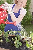 Watering young strawberry plants