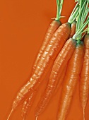 Karotten auf orangefarbenem Hintergrund