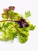 Assorted salad leaves