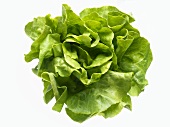 Ein Salatkopf