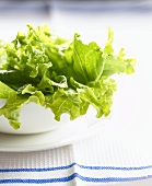Lettuce in a bowl