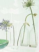 Flowers in glass bottles