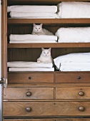 Two white cats sitting on towels in cabinet