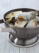 New Zealand pipi shells in a metal colander