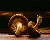 Shiitake mushrooms