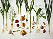 Various types of onions against white background