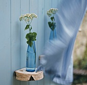 Eine Blüte in blauer Wasserflasche an der Holzwand