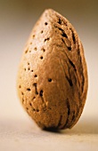 Close-up of an unshelled almond