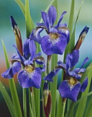 Sibirische Schwertlilie (lat. Iris Siberica)