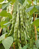 Green beans, variety 'Helda'