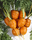 Round carrots, variety 'Parisienne'