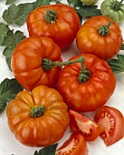 Vine tomatoes, variety 'Neptune', on white background