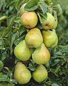 Doyenne pears on the tree