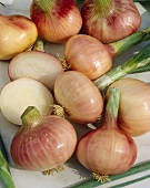 Pink spring onions, variety 'Rouge Pale de Niort'