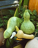 Various squashes and gourds on garden chair