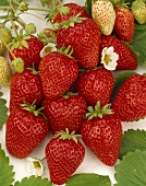 Strawberries, variety 'Red Gauntlet'